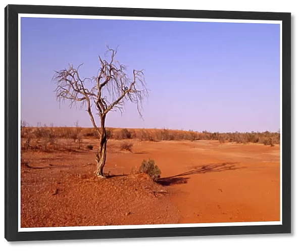 A blistering outback sun beats down on a dead tree in the open desert