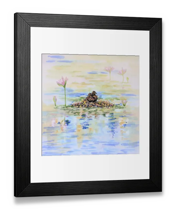 Framed Print : Australasian Grebe Water Bird Nesting in Lily Pond Watercolor Painting Framed Print : Australasian Grebe Water Bird Nesting in Lily Pond Watercolor Painting