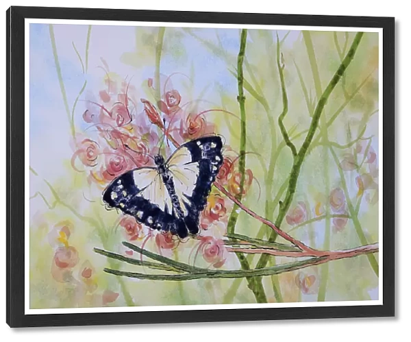 Caper White Butterfly Resting on a Grevillea Flower Watercolor Painting