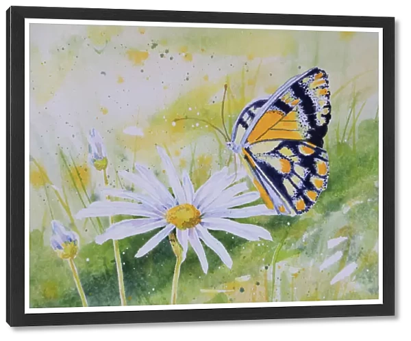 Detail of Butterfly Resting on a White Daisy Flower Watercolor Painting