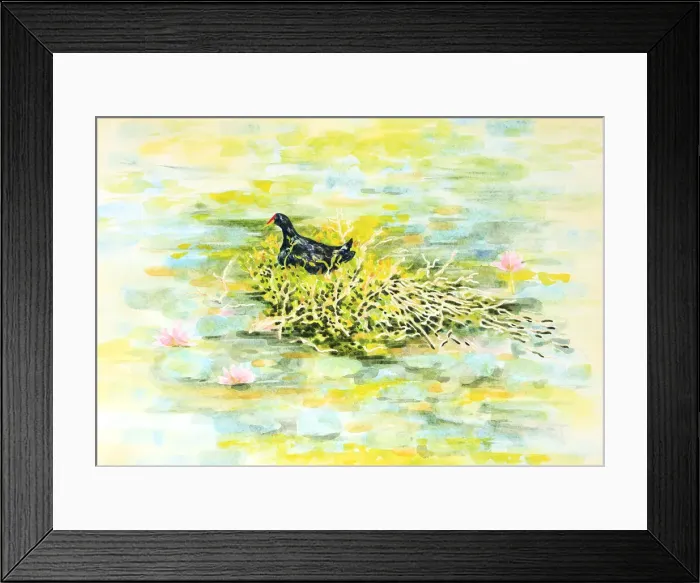 Framed Print : Dusky Moorhen Water Bird Nesting Watercolour Painting Framed Print : Dusky Moorhen Water Bird Nesting Watercolour Painting