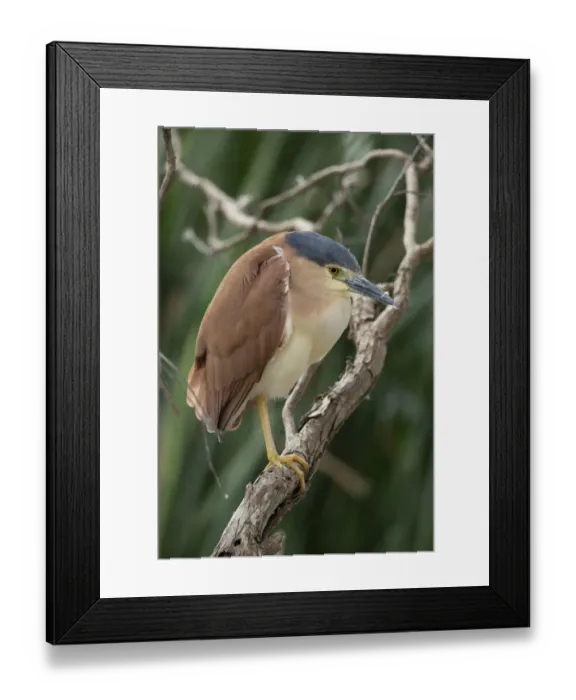 Framed Print : Nankeen Night Heron