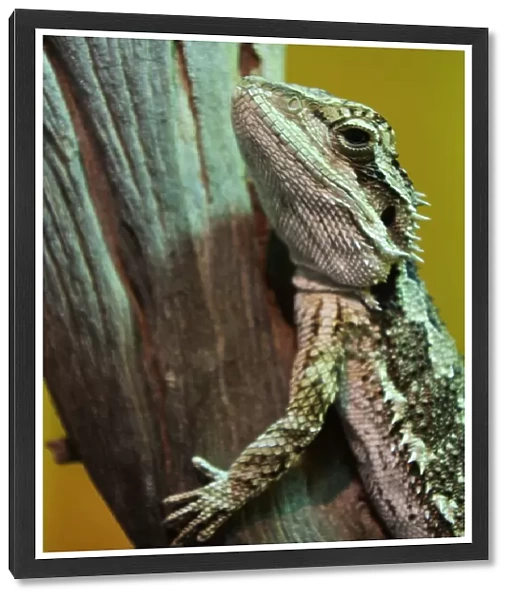 Bearded dragon agamid lizard resting on a tree