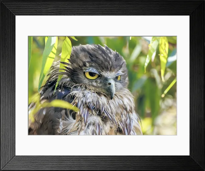 Framed Print : Barking Owl - Ninox connivens Strigidae Framed Print : Barking Owl - Ninox connivens Strigidae