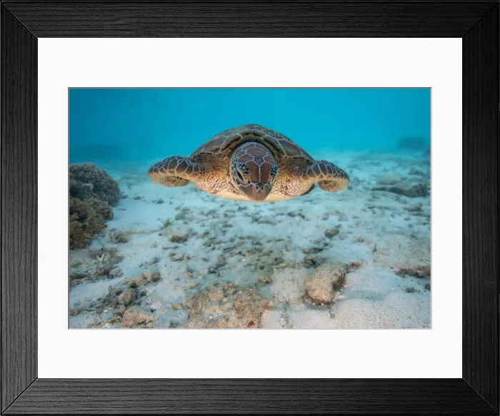 Framed Print : Turtle. Lights on Framed Print : Turtle. Lights on