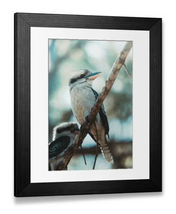 Framed Print : Laughing Kookaburra (Dacelo Novaeguineae) on a Branch Framed Print : Laughing Kookaburra (Dacelo Novaeguineae) on a Branch