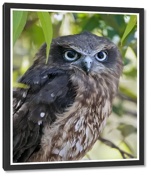 Southern Boobook Owl - Ninox boobook