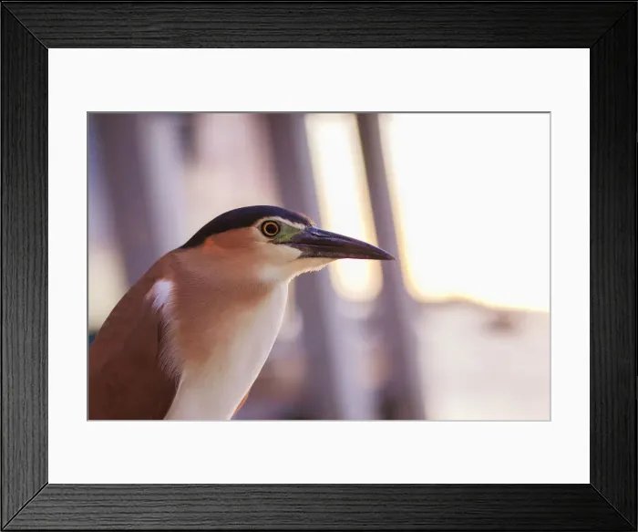 Framed Print : Nankeen night heron at sunset Framed Print : Nankeen night heron at sunset