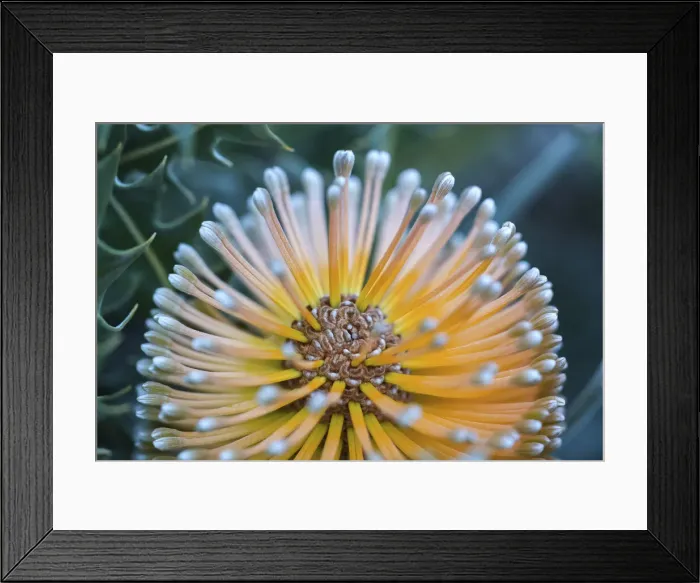 Framed Print : Close-up of a banksia flower, Western Australia, Australia
