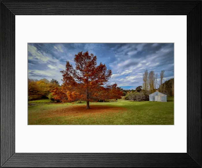 Framed Print : Autumn Leaf Colours - Western Australia Framed Print : Autumn Leaf Colours - Western Australia