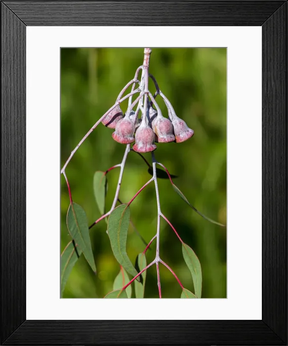 Framed Print : Eucalyptus Gum Nuts Framed Print : Eucalyptus Gum Nuts