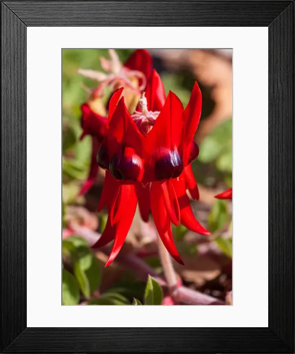 Framed Print : Sturts Desert Pea - Australian Native Flower