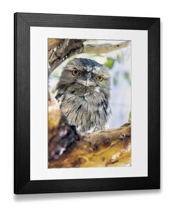 Framed Print : Tawny Frogmouth sitting on a tree branch (Podargus Strigoides)