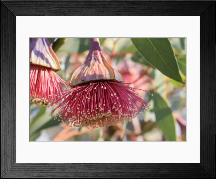 Framed Print : Pink flowering gum tree blossom - Perth, Western Australia