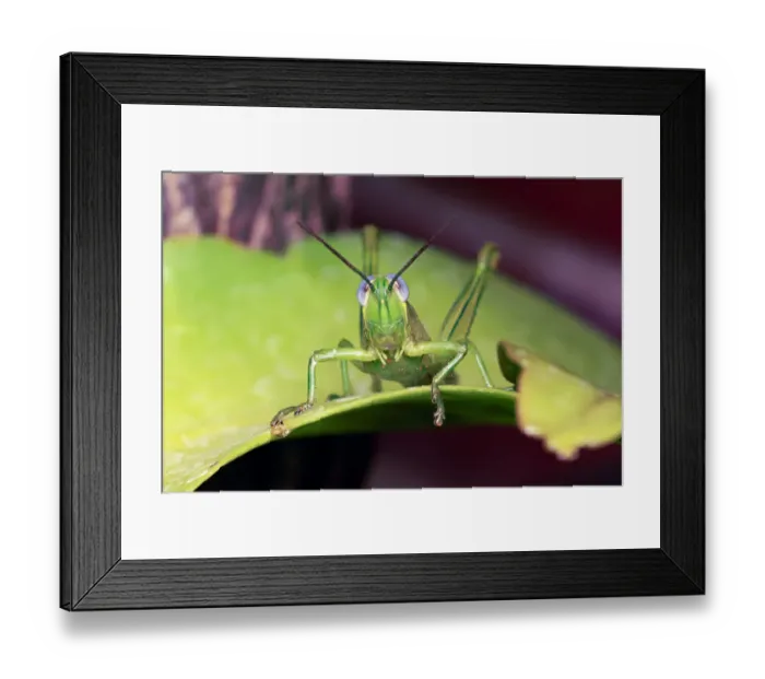 Framed Print : Green grasshopper with blue eyes on a green leaf