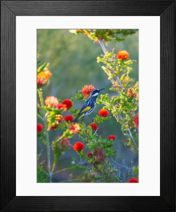 Framed Print : New Holland Honeyeater Bird Perching On Flowering Plant Framed Print : New Holland Honeyeater Bird Perching On Flowering Plant