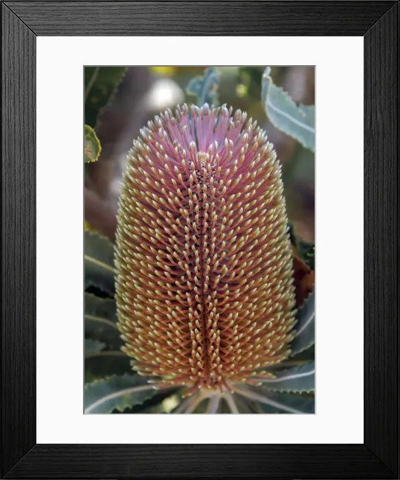 Framed Print : Banksia flower, Western Australia, Australia