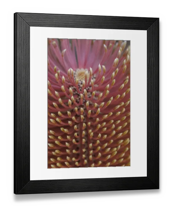 Framed Print : Close-up of a Banksia in bloom Framed Print : Close-up of a Banksia in bloom