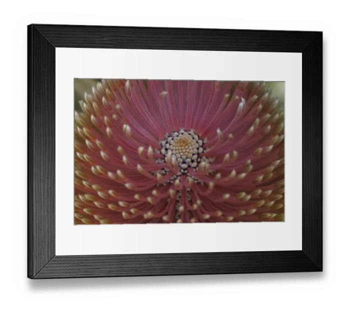 Framed Print : Close-up of a Banksia in bloom Framed Print : Close-up of a Banksia in bloom