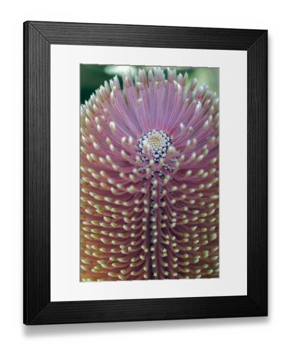 Framed Print : Close-up of a Banksia in bloom Framed Print : Close-up of a Banksia in bloom