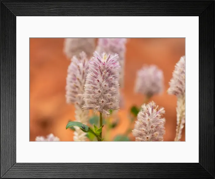 Framed Print : Mulla Mulla, Australia Framed Print : Mulla Mulla, Australia