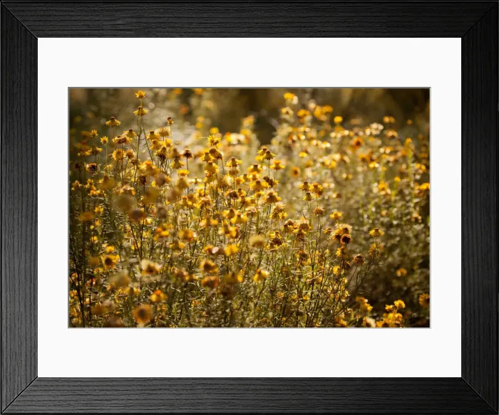 Framed Print : Yellow paper daisies Framed Print : Yellow paper daisies