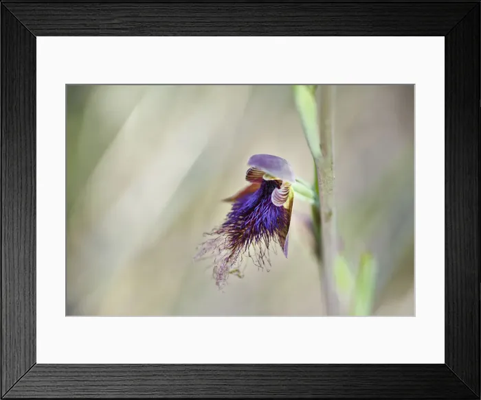 Framed Print : Bearded Orchid