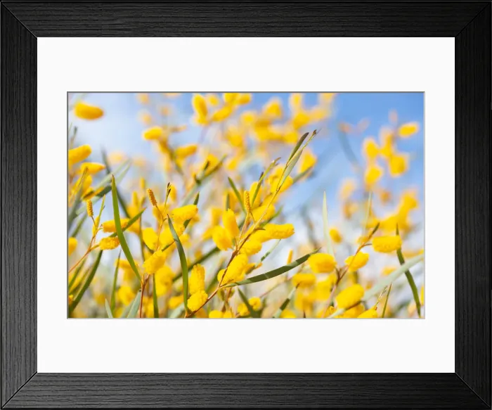 Framed Print : Yellow Wattle bush