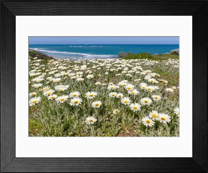 Framed Print : amazing colors of wildflowers in Two Rocks beach in spring, when the wildflowers are coming Framed Print : amazing colors of wildflowers in Two Rocks beach in spring, when the wildflowers are coming