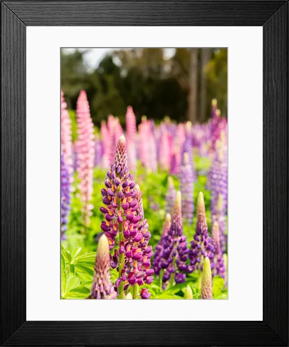Framed Print : Wild Lupins, Tasmania