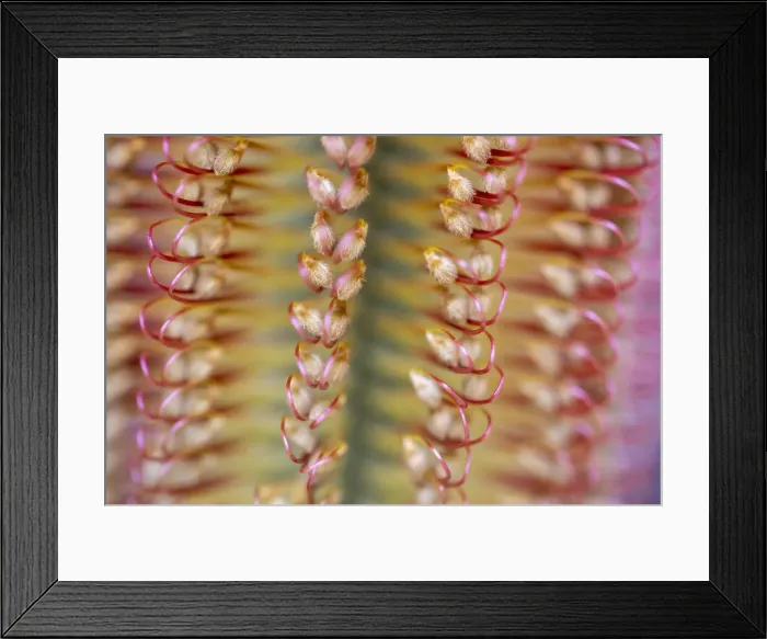 Framed Print : Close-up of a banksia flower, Western Australia, Australia