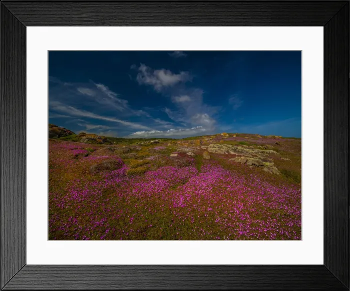 Framed Print : Summer wildflowers at Disappointment bay, King Island, Tasmania, Australia Framed Print : Summer wildflowers at Disappointment bay, King Island, Tasmania, Australia
