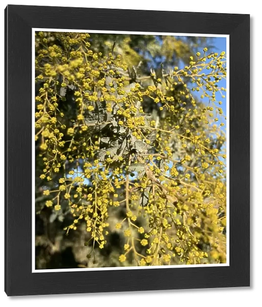 Golden Wattle Acacia growing in Australian bushland