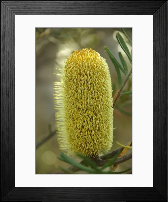 Framed Print : Yellow banksia in Royal National Park, New South Wales, Australia