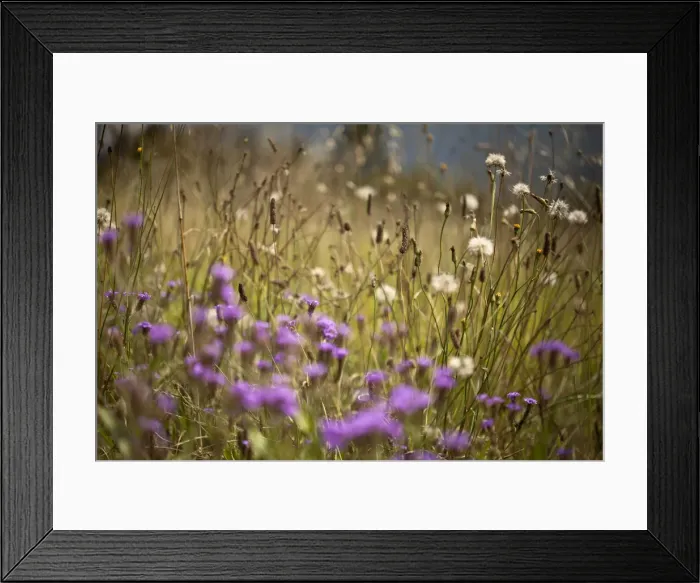 Framed Print : Wildflowers and dandelions Framed Print : Wildflowers and dandelions