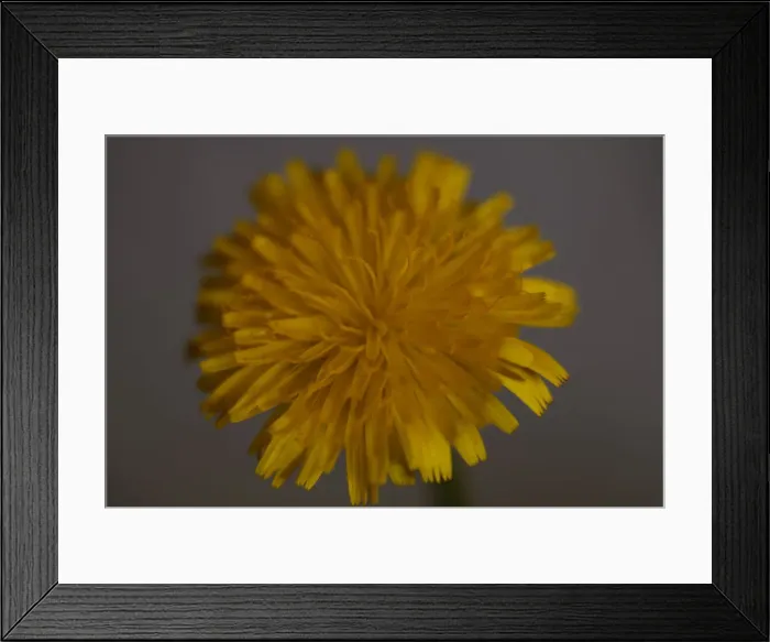 Framed Print : Dandelion. Yellow flowers, growing wild. pretty tiny flowers Framed Print : Dandelion. Yellow flowers, growing wild. pretty tiny flowers