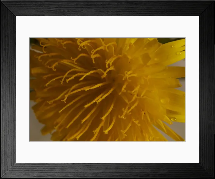 Framed Print : Dandelion. Yellow flowers, growing wild. pretty tiny flowers