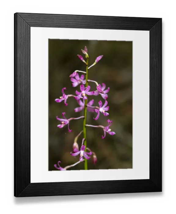 Framed Print : Hyacinth Orchid (Dipodium roseum) Framed Print : Hyacinth Orchid (Dipodium roseum)