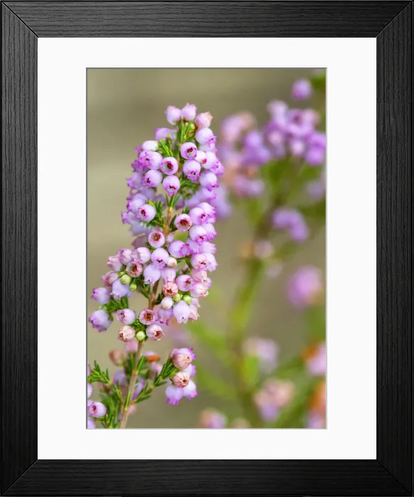 Framed Print : Close up of Pink Erica Flowers Framed Print : Close up of Pink Erica Flowers