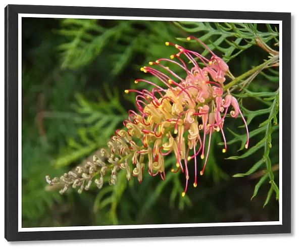Red and yellow grevillea flower in bloom