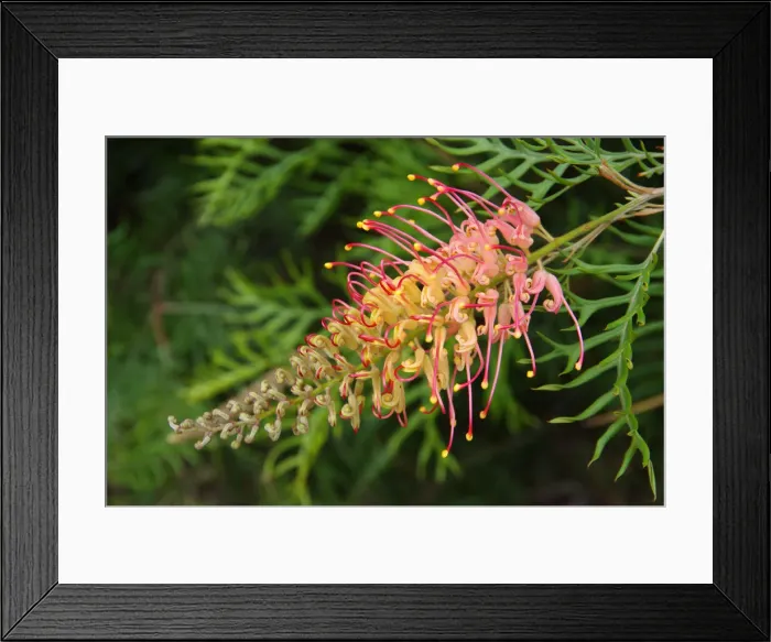 Framed Print : Red and yellow grevillea flower in bloom Framed Print : Red and yellow grevillea flower in bloom