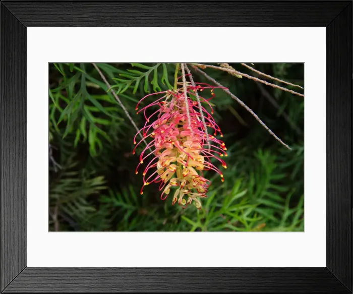 Framed Print : Red and yellow grevillea flower in bloom Framed Print : Red and yellow grevillea flower in bloom