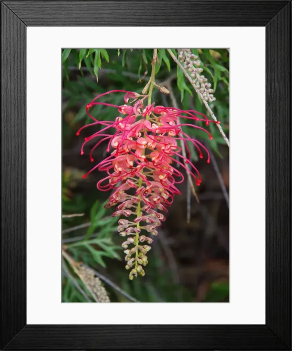 Framed Print : Red and yellow grevillea flower in bloom Framed Print : Red and yellow grevillea flower in bloom