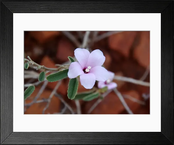 Framed Print : Pink wildflower in bloom on the route of the Ridge Walk near Kings Canyon Resort, Petermann, Northern Territory, Australia
