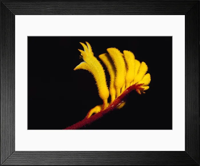 Framed Print : Naracoorte Caves, South Australia, Australia Framed Print : Naracoorte Caves, South Australia, Australia