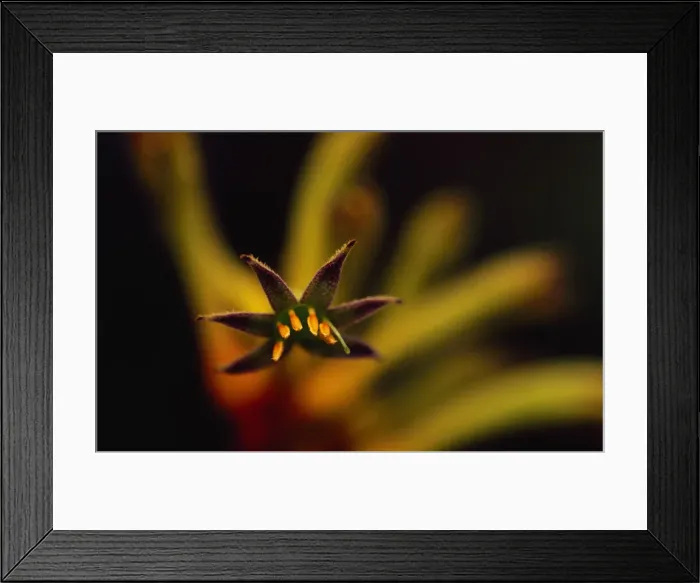 Framed Print : Naracoorte Caves, South Australia, Australia Framed Print : Naracoorte Caves, South Australia, Australia