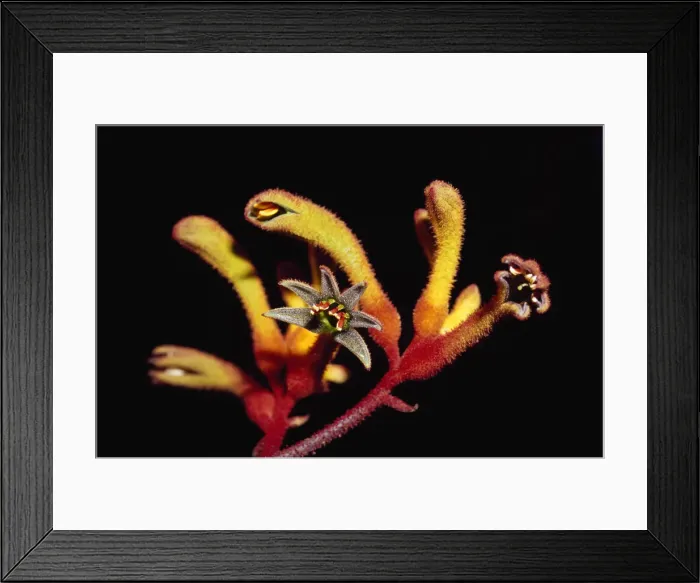 Framed Print : Naracoorte Caves, South Australia, Australia Framed Print : Naracoorte Caves, South Australia, Australia