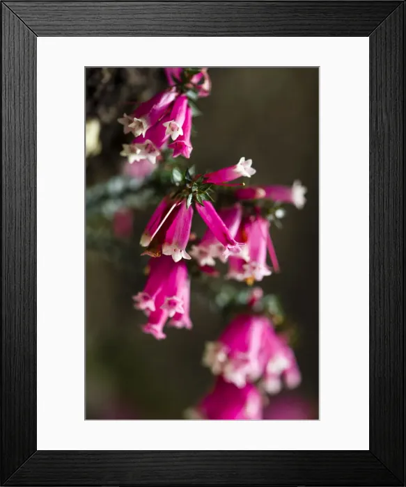 Framed Print : The delicate pink petals of a Fuchsia Heath flower