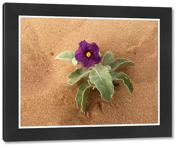 Purple wildflower growing on a sand dune Western Australia outback