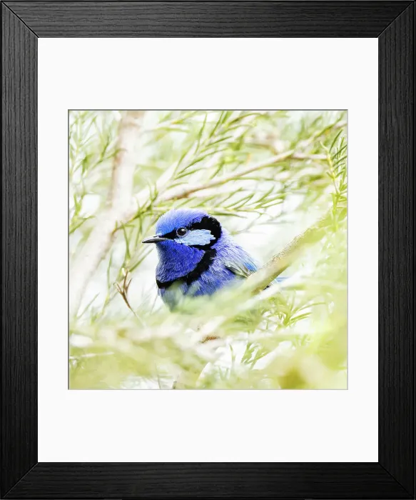 Framed Print : Male Splendid Fairywren - Malurus splendens